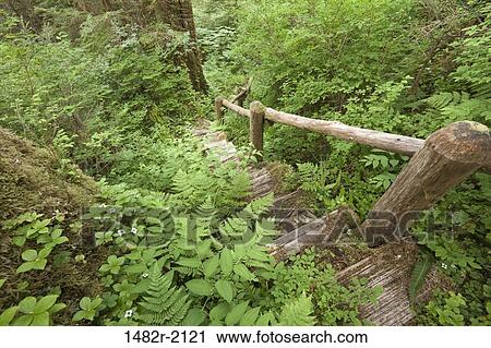 Trail passing through a forest, Misty Fiords National Monument, Alaska, USA View Large Photo Image Stock Image - Trail passing through a forest, Misty Fiords National Monument, Alaska, USA. Fotosearch