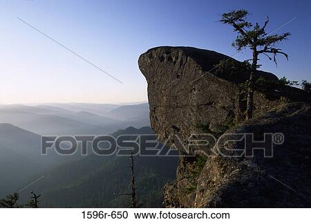 Stock Image - Tree on a rock, Hanging Rock, Wild Rogue Wilderness, Siskiyou National Forest, Oregon, USA. Fotosearch