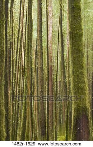 Tree trunk covered with moss, Great Bear Rainforest, British Columbia, Canada View Large Photo Image Stock Photo - Tree trunk covered with moss, Great Bear Rainforest, British Columbia, Canada. Fotosearch