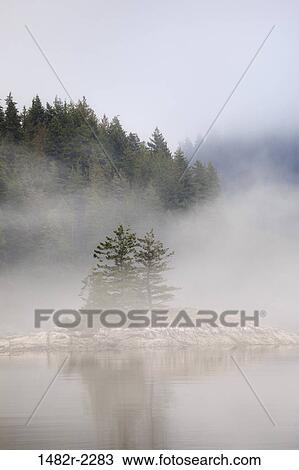 Trees covered with fog, Great Bear Rainforest, British Columbia, Canada View Large Photo Image Stock Image - Trees covered with fog, Great Bear Rainforest, British Columbia, Canada. Fotosearch