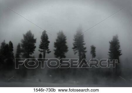 Trees covered with fog View Large Photo Image Stock Image - Trees covered with fog. Fotosearch