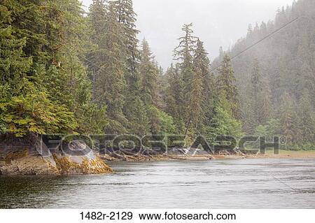 Trees in a forest at the lakeside, Rudyerd Bay, Misty Fiords National Monument, Alaska, USA View Large Photo Image Stock Photo - Trees in a forest at the lakeside, Rudyerd Bay, Misty Fiords National Monument, Alaska, USA. Fotosearch