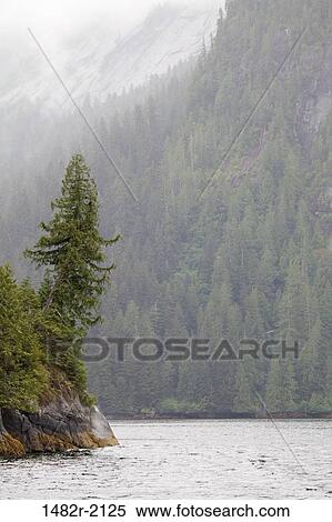 Trees in a forest at the lakeside, Rudyerd Bay, Misty Fiords National Monument, Alaska, USA View Large Photo Image Stock Photography - Trees in a forest at the lakeside, Rudyerd Bay, Misty Fiords National Monument, Alaska, USA. Fotosearch