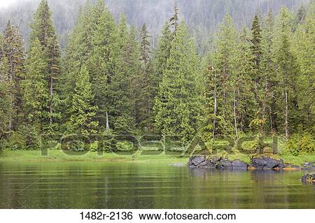 Trees in a forest, Bailey Bay Hot Springs, Ketchikan, Alaska, USA View Large Photo Image Stock Photograph - Trees in a forest, Bailey Bay Hot Springs, Ketchikan, Alaska, USA. Fotosearch