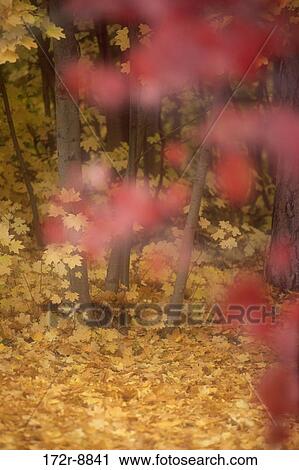 Trees in a forest during autumn, Washington, USA View Large Photo Image Stock Image - Trees in a forest during autumn, Washington, USA. Fotosearch