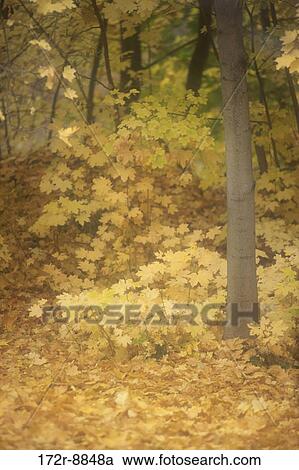 Trees in a forest during autumn, Washington, USA View Large Photo Image Stock Image - Trees in a forest during autumn, Washington, USA. Fotosearch