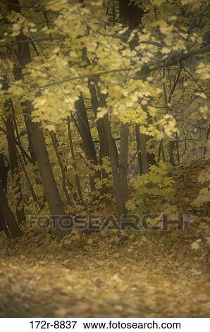Trees in a forest during autumn, Washington, USA View Large Photo Image Stock Photo - Trees in a forest during autumn, Washington, USA. Fotosearch