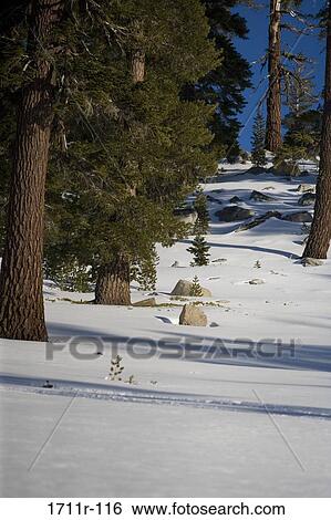 Trees in a forest, Heavenly Mountain, Lake Tahoe, California, USA View Large Photo Image Stock Photograph - Trees in a forest, Heavenly Mountain, Lake Tahoe, California, USA. Fotosearch