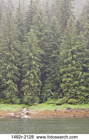 Stock Photo - Trees in a forest, Rudyerd Bay, Misty Fiords National Monument, Alaska, USA. Fotosearch