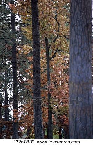 Trees in a forest, Washington, USA View Large Photo Image Stock Photo - Trees in a forest, Washington, USA. Fotosearch