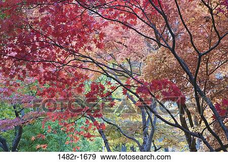 Trees in a park, Lithia Park, Ashland, Oregon, USA View Large Photo Image Stock Photo - Trees in a park, Lithia Park, Ashland, Oregon, USA. Fotosearch