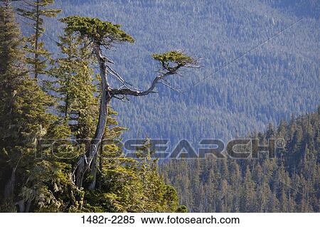 Trees in a rainforest, Great Bear Rainforest, British Columbia, Canada View Large Photo Image Stock Photography - Trees in a rainforest, Great Bear Rainforest, British Columbia, Canada. Fotosearch