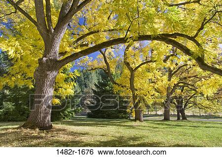 Stock Photograph - Trees in a state park, Joseph H. Stewart State Park, Oregon, USA. Fotosearch