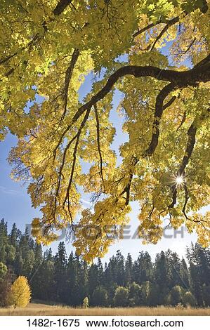Stock Photography - Trees in a state park, Joseph H. Stewart State Park, Oregon, USA. Fotosearch