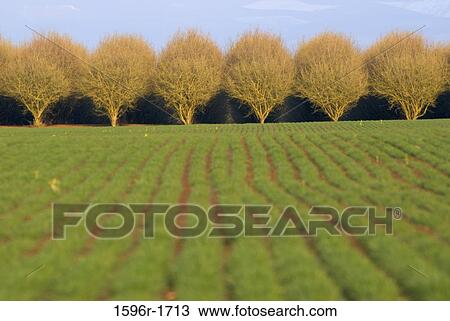 Stock Image - Trees in an orchard, Clackamas County, Oregon, USA. Fotosearch