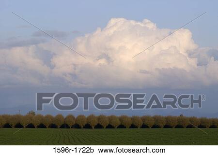 Trees in an orchard, Clackamas County, Oregon, USA View Large Photo Image Stock Image - Trees in an orchard, Clackamas County, Oregon, USA. Fotosearch