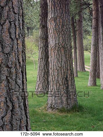 Trunks of pine trees View Large Photo Image Picture - Trunks of pine trees. Fotosearch