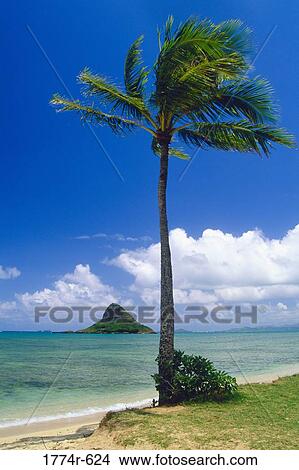 USA, Hawaii, Oahu, Kaneohe Bay, Palm tree on beach View Large Photo Image Picture - USA, Hawaii, Oahu, Kaneohe Bay, Palm tree on beach. Fotosearch