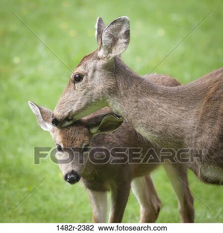 USA, Mother blacktail deer (Odocoileus columbianus) and her fawn View Large Photo Image Stock Image - USA, Mother blacktail deer (Odocoileus columbianus) and her fawn. Fotosearch