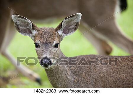 Stock Image - USA, Mother blacktail deer (Odocoileus columbianus) and her fawn. Fotosearch