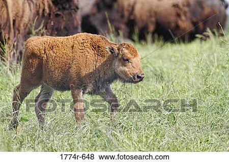 USA, New Jersey, Hunterdon County, Buffalo (Bison Bison) calf in meadow View Large Photo Image Stock Photo - USA, New Jersey, Hunterdon County, Buffalo (Bison Bison) calf in meadow. Fotosearch