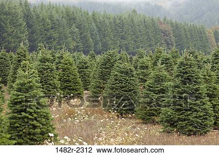USA, Oregon, Alsea River, Christmas Tree Farm View Large Photo Image Stock Image - USA, Oregon, Alsea River, Christmas Tree Farm. Fotosearch