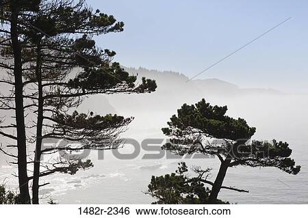 Stock Photograph - USA, Oregon, Cape Arago, Ocean waves crashing against cliff, trees in foreground. Fotosearch
