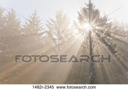 Stock Photography - USA, Oregon, Cape Arago, Oregon Coast, Foggy sunrise. Fotosearch