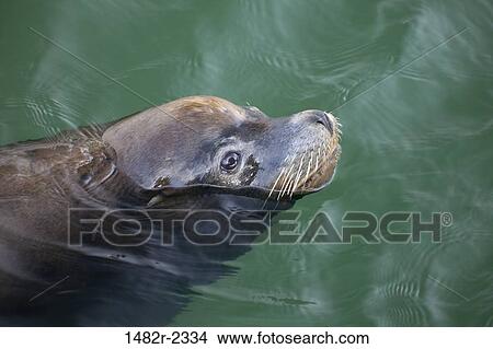 USA, Oregon, Charleston, California Sea Lion (Zalophus californianus) swimming in harbor View Large Photo Image Picture - USA, Oregon, Charleston, California Sea Lion (Zalophus californianus) swimming in harbor. Fotosearch