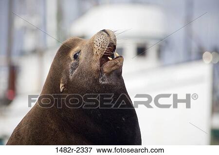 USA, Oregon, Charleston, California Sea Lion (Zalophus californianus) View Large Photo Image Stock Photo - USA, Oregon, Charleston, California Sea Lion (Zalophus californianus). Fotosearch