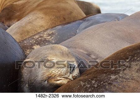 USA, Oregon, Charleston, California Sea Lions (Zalophus californianus) sleeping on shore View Large Photo Image Stock Photograph - USA, Oregon, Charleston, California Sea Lions (Zalophus californianus) sleeping on shore. Fotosearch