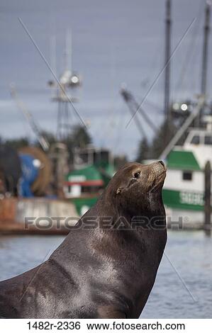 USA, Oregon, Charleston, California Sea Lion (Zalophus californianus) on shore, fishing boats in background View Large Photo Image Stock Photograph - USA, Oregon, Charleston, California Sea Lion (Zalophus californianus) on shore, fishing boats in background. Fotosearch