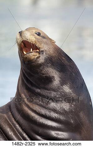 Stock Photography - USA, Oregon, Charleston, California Sea Lion (Zalophus californianus). Fotosearch