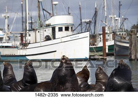 USA, Oregon, Charleston, California Sea Lions (Zalophus californianus) on shore, fishing boats in background View Large Photo Image Stock Photography - USA, Oregon, Charleston, California Sea Lions (Zalophus californianus) on shore, fishing boats in background. Fotosearch