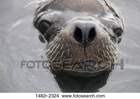 USA, Oregon, Charleston, Close-up of California Sea Lion (Zalophus californianus) in harbor View Large Photo Image Picture - USA, Oregon, Charleston, Close-up of California Sea Lion (Zalophus californianus) in harbor. Fotosearch