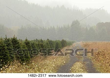 USA, Oregon, Christmas Tree Farm near Alsea River View Large Photo Image Stock Photo - USA, Oregon, Christmas Tree Farm near Alsea River. Fotosearch