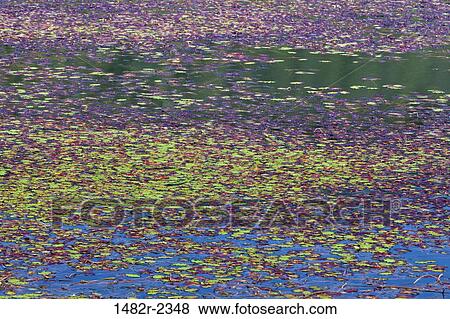 Stock Photo - USA, Oregon, Colorful duck weed on Tahkenitch Lake. Fotosearch