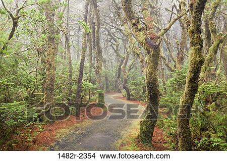 Picture - USA, Oregon, Forest trail in Carl G. Washburne Memorial State Park. Fotosearch