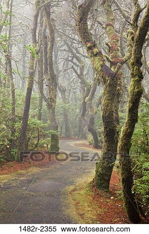 Stock Photography - USA, Oregon, Forest trail in Carl G. Washburne Memorial State Park. Fotosearch