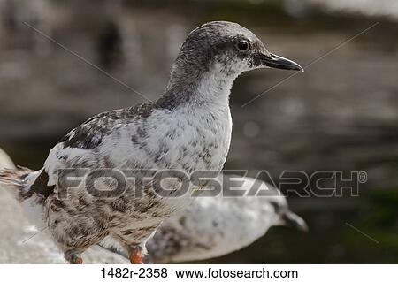 USA, Oregon, Newport, Juvenile Pigeon Guillemot (Cepphus columba) View Large Photo Image Stock Photo - USA, Oregon, Newport, Juvenile Pigeon Guillemot (Cepphus columba). Fotosearch