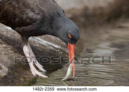USA, Oregon, Newport, Oystercatcher ( Haematopus bachmani) eating fish View Large Photo Image Stock Photo - USA, Oregon, Newport, Oystercatcher ( Haematopus bachmani) eating fish. Fotosearch