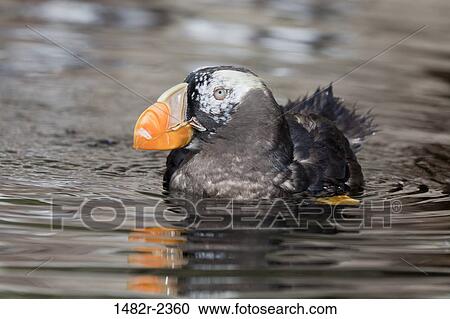 USA, Oregon, Newport, Tufted Puffin (Fratercula cirrhata) View Large Photo Image Stock Image - USA, Oregon, Newport, Tufted Puffin (Fratercula cirrhata). Fotosearch