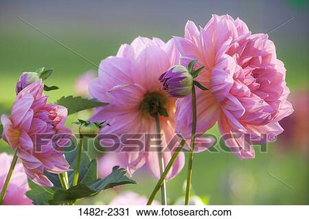 USA, Oregon, Shore Acres State Park, Pink Dahlias growing on field View Large Photo Image Stock Image - USA, Oregon, Shore Acres State Park, Pink Dahlias growing on field. Fotosearch