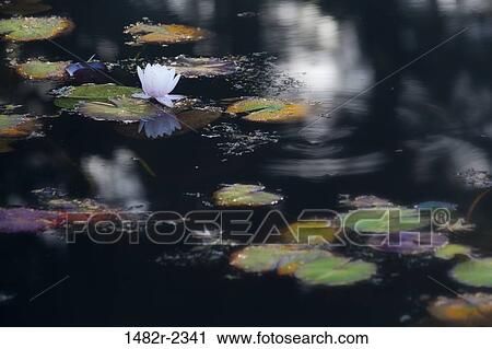 Stock Image - USA, Oregon, Shore Acres State Park, Water lilies. Fotosearch