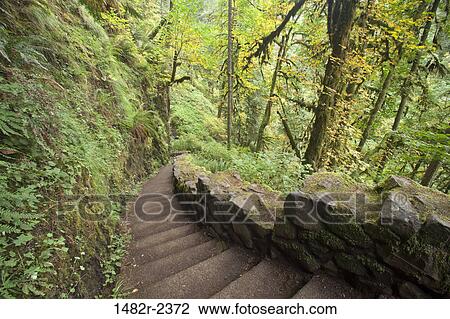 USA, Oregon, Silverfalls State Park, Steps in forest View Large Photo Image Stock Image - USA, Oregon, Silverfalls State Park, Steps in forest. Fotosearch