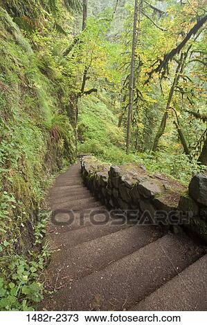 Stock Image - USA, Oregon, Silverfalls State Park, Steps in forest. Fotosearch