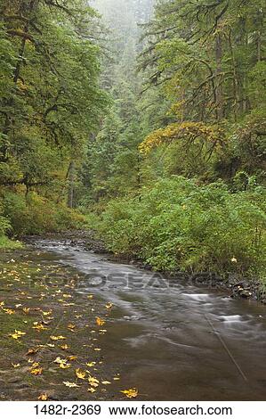 Stock Photo - USA, Oregon, Silverfalls State Park. Fotosearch