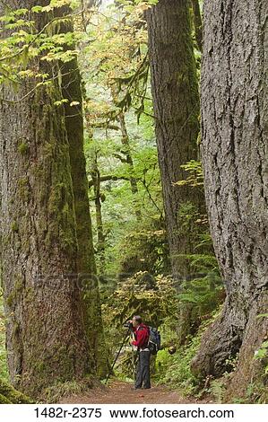 Stock Photography - USA, Oregon, Silverfalls State Park, Man taking photos in forest. Fotosearch