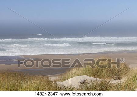 USA, Oregon, Siuslaw National Forest, Umpqua Dunes View Large Photo Image Stock Photo - USA, Oregon, Siuslaw National Forest, Umpqua Dunes. Fotosearch