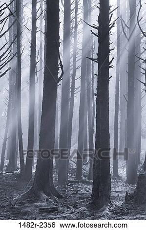 Stock Photograph - USA, Oregon, Sun shining through trees in Neptune State Scenic Viewpoint. Fotosearch